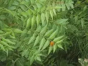 10 Seeds Neem Tree Seeds for Planting (Azadirachta Indica) Apothecary Spiritual herb Seeds