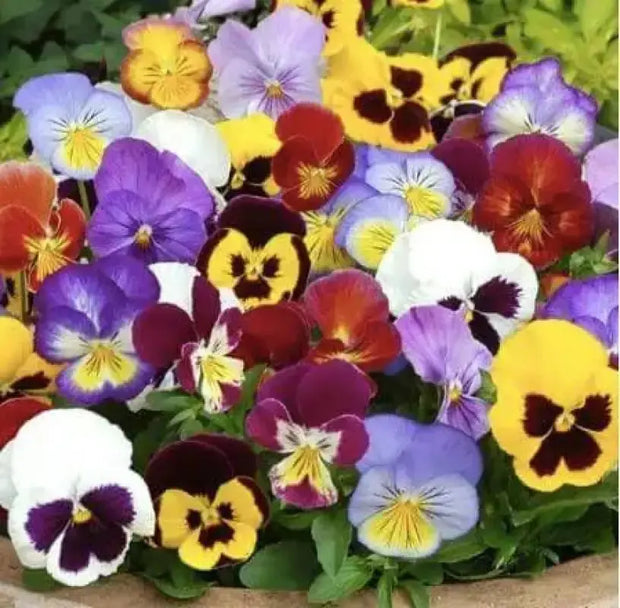 1500 Pansy Flower Seeds Garden Pansy Pink Pansy Seeds Violet Pansy Blue Pansy Flower Mixed Color - The Rike Inc