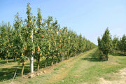 15 Pear Tree Seeds Grow Fruit Bearing Bonsai, Non GMO Seeds - The Rike Inc