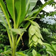 5 Seeds - Abyssinian Banana Seeds, Exotic Musa Ensete Ventricosum Green Snow Banana, Ensete Maurelii - Rare Cold Hardy Tropical Banana, Ornamental Banana Large Seeds for Patio, Lawn & Garden - The Rike Inc