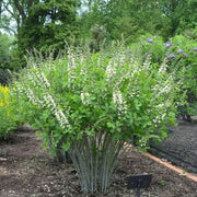 100 Seeds - White Wild Indigo Seeds (Baptisia alba) | Non-GMO False Indigo | High-Germinated Thin-Pod White Baptisia Seeds - Perfect for Landscaping and Wild Pollinator Gardens