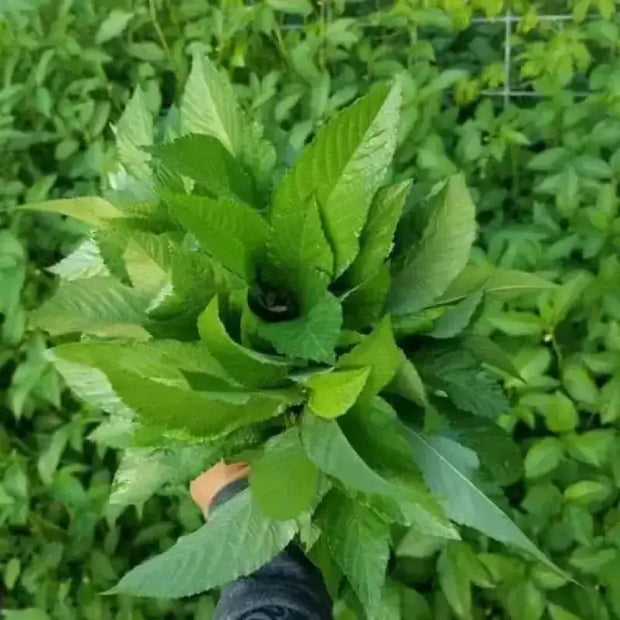 4000 Saluyot (Egyptian Spinach) Seeds, Corchorus Olitorius Molokhia Seeds for planting Ewedu, Green Jute Mallow Plant Seeds, Jew's Mallow, Nalta, or Rau Đay - The Rike - Image #6