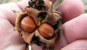 20 Seeds American Hazelnut Tree Seeds Filbert Corylus Americana Fruit Nut Seeds Semillas Graines - The Rike Inc