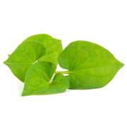 100 Seeds - Fish Mint Herb Seeds (Houttuynia Cordata) | for Planting Rau diep ca, Fish Leaf Rainbow Plant - Chameleon Plant, HeartLeaf, Fish Wort, Chinese Lizard Tail - Versatile Culinary Herb - Image #6