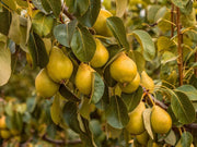 15 Pear Tree Seeds Grow Fruit Bearing Bonsai, Non GMO Seeds - The Rike Inc