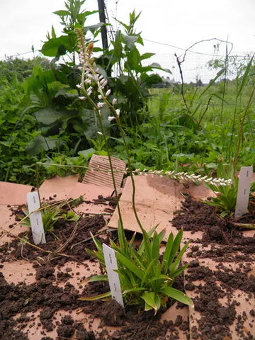 Newly planted garden bed with seedlings and plant markers in Diên Khánh District, Vietnam.