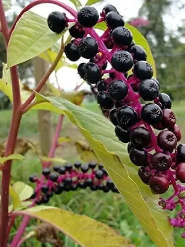 100 American Pokeweed Seeds | Phytolacca Seeds | Wild Pokeberry | Rooted Poke Plant for Sale | Edible Phytolacca Fruits