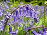 Virginia Bluebell Bulbs Common Bluebell Bulbs 4 Bulbs for Planting Simply Bluebell Hyacinthoides Non-scripta - The Rike Inc