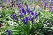 Virginia Bluebell Bulbs Common Bluebell Bulbs 4 Bulbs for Planting Simply Bluebell Hyacinthoides Non-scripta - The Rike Inc