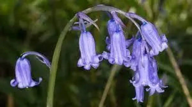 Virginia Bluebell Bulbs Common Bluebell Bulbs 4 Bulbs for Planting Simply Bluebell Hyacinthoides Non-scripta - The Rike Inc