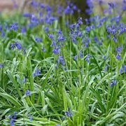 Virginia Bluebell Bulbs Common Bluebell Bulbs 4 Bulbs for Planting Simply Bluebell Hyacinthoides Non-scripta - The Rike Inc