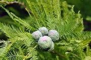 10 Bald Cypress Seeds for Planting Taxodium distichum Swamp Cypress Tree Seeds cyprès chauve cipre White Cypress Tidewater red Cypress Gulf Cypress red Cypress Seeds - Image #8