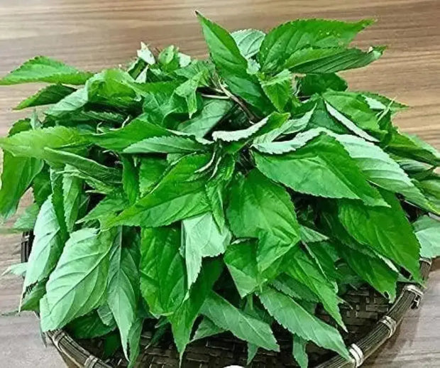 3000 Seeds Saluyot Seeds Mulukhiyah Seeds, molokhia Seeds, molokhia Plant Seeds - The Rike Inc