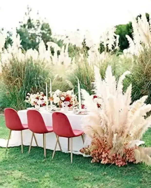 1200 Pampas Grass Seeds White Cortaderia Selloana Seeds Perennial Flowering ORNIMENTAL Grasses FEATHERY Blooms Wedding Holiday Festival Decor