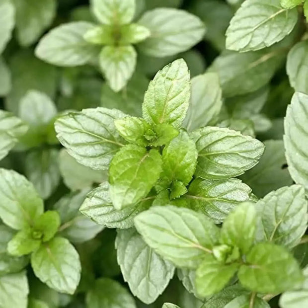 80 Seeds - Mint Chocolate Herb Seeds (Mentha x piperita 'Chocolate'), Fast-Growing Chocolate Mint Plant Seeds for Planting Herb Garden - The Rike - Image #2