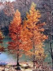 10 Bald Cypress Seeds for Planting Taxodium distichum Swamp Cypress Tree Seeds cyprès chauve cipre White Cypress Tidewater red Cypress Gulf Cypress red Cypress Seeds - Image #6