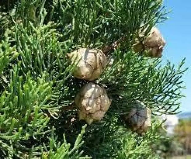 30 Seeds Italian Cypress Seeds Tree Seeds for Planting Cupressus sempervirens Mediterranean Cypress Tuscan Cypress, Persian Cypress Pencil Pine Seeds - The Rike Inc