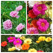 The Rike 6000 Seeds Mixed Color Moss-Rose Purslane Double Flower for Planting Portulaca Grandiflora Rose Moss Eleven o'clock Mexican Sun Rose, Rock Heat HOA muoi gio, Orange,Rose,White - The Rike Inc