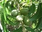 10 Seeds Pecan Tree Seeds for Planting Carya illinoinensis