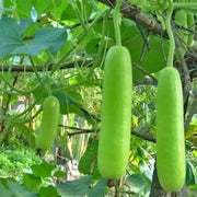 100 seeds - Long Bottle Gourd Seeds for Planting - Calabash Or Opo Squash Seeds | White-Flowered Gourd Squash Lauki Doodhi Seeds | Lauki Or Dudhi Sponge Gourd Cucuzza Seeds - The Rike The Rike