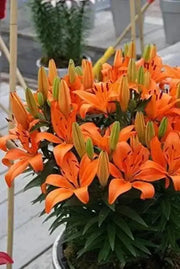 20 Seeds Orange Asiatic Lily Lilium Orange Pixie Planting Seed Bonsai Garden - The Rike Inc