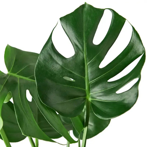 Philodendron Monstera Split-Leaf House Plant Dropship