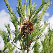 150 Seeds - Eastern White Pine Tree Seeds - Soft Pine, Tree of Peace Seeds - Pinus Strobus or Weymouth Pine Seeds for Planting Eastern Pine Cone & Eastern White Conelet Tree - The Rike - The Rike Inc