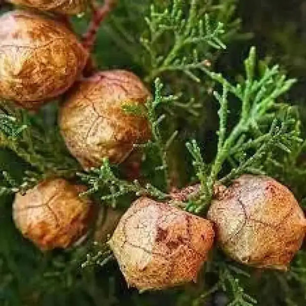 30 Seeds Italian Cypress Seeds Tree Seeds for Planting Cupressus sempervirens Mediterranean Cypress Tuscan Cypress, Persian Cypress Pencil Pine Seeds - The Rike Inc