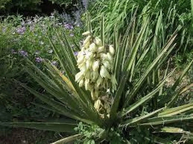 Datil Yucca 30 seeds Banana Yucca Seeds: Planting Yucca Baccata