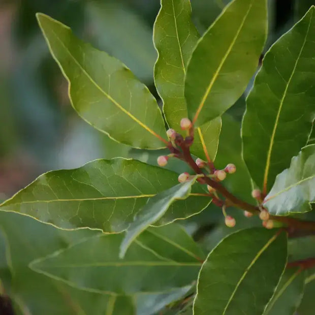 200 Gram Dried Bay Leaves - Laurus Nobilis Leaves - Perfect for Flavoring Soups, Stews, and Sauces - Image #10