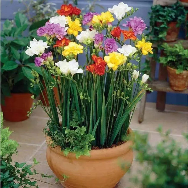 10 Freesia Bulbs South Africa Freesia Flower Bulbs Mixed Color Easy to Grow Bonsai Garden Non GMO HOA LAN NAM Phi Bulbs - Image #4