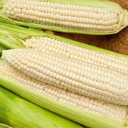 300 Seeds - Waxy Corn Seeds or Sticky Corn Seeds for Planting - Bap NEP Deo, Sweet Corn, Sticky Corn - Glutinous Corn or White Corn Sticky Sweet Corn Seeds - Non-GMO & Easy to Grow - The Rike Inc