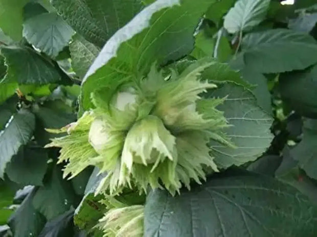 20 Seeds American Hazelnut Tree Seeds Filbert Corylus Americana Fruit Nut Seeds Semillas Graines - The Rike Inc