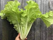 2000 Seeds Brassica Juncea Seeds Kekkyu Takana Seeds, Oriental Mustard, GAI Choy, Cải dưa Chua Mustard Seeds CAI be dun CAI be Nhung Brassica juncea Mustard Green Seeds for Planting Non-GMO - The Rike Inc