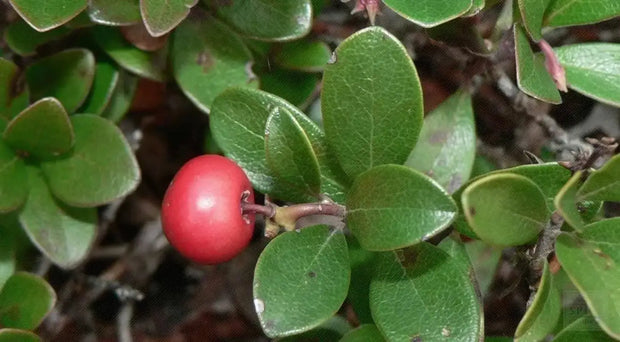 Bearberry Tea Leaf Herbal Tea Arctostaphylos Uva-Ursi L Kinnikinnick Tea Pinemat Manzanita, Bearberry hogberry tea rockberry tea 100 Gram - The Rike Inc