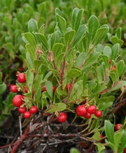 Bearberry Tea Leaf Herbal Tea Arctostaphylos Uva-Ursi L Kinnikinnick Tea Pinemat Manzanita, Bearberry hogberry tea rockberry tea 100 Gram - The Rike Inc