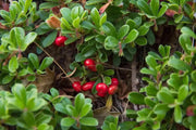 Bearberry Tea Leaf Herbal Tea Arctostaphylos Uva-Ursi L Kinnikinnick Tea Pinemat Manzanita, Bearberry hogberry tea rockberry tea 100 Gram - The Rike Inc