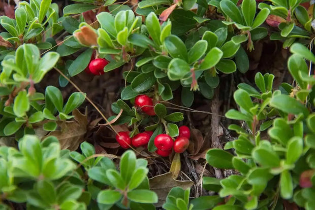 Bearberry Tea Leaf Herbal Tea Arctostaphylos Uva-Ursi L Kinnikinnick Tea Pinemat Manzanita, Bearberry hogberry tea rockberry tea 100 Gram - The Rike Inc