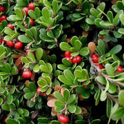 Bearberry Tea Leaf Herbal Tea Arctostaphylos Uva-Ursi L Kinnikinnick Tea Pinemat Manzanita, Bearberry hogberry tea rockberry tea 100 Gram - The Rike Inc