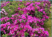 100 Seeds do Quyen Seeds, Rhododendron Seeds Flower Seeds Mixed Azalea Flower Seeds for Planting Rhododendron Simsii Seeds Schlippenbachii Bush Shrub Flowers Plant Seeds