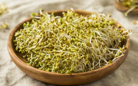 benefits-of-alfalfa-seeds