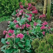 Bergenia Seeds 100 Bergenia Cordifolia Elephant-Eared Saxifrage Flower Seeds Elephant's Ears - The Rike Inc