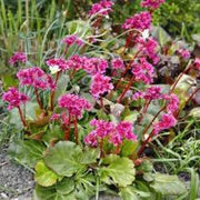 Bergenia Seeds 100 Bergenia Cordifolia Elephant-Eared Saxifrage Flower Seeds Elephant's Ears - The Rike Inc