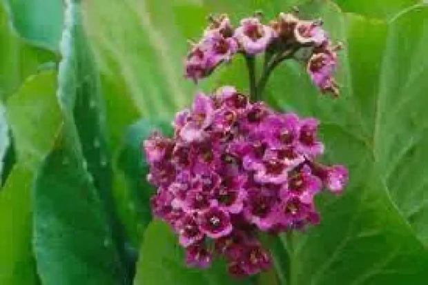 Bergenia Seeds 100 Bergenia Cordifolia Elephant-Eared Saxifrage Flower Seeds Elephant's Ears - The Rike Inc