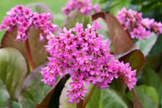 Bergenia Seeds 100 Bergenia Cordifolia Elephant-Eared Saxifrage Flower Seeds Elephant's Ears - The Rike Inc