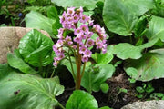 Bergenia Seeds 100 Bergenia Cordifolia Elephant-Eared Saxifrage Flower Seeds Elephant's Ears - The Rike Inc