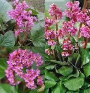 Bergenia Seeds 100 Bergenia Cordifolia Elephant-Eared Saxifrage Flower Seeds Elephant's Ears - The Rike Inc