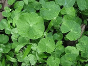 500 Seeds Gotu Kola Seeds Centella Asiatica Seeds Indian Pennywort Seeds Centella Asiatica Rau Ma Seeds - The Rike Inc