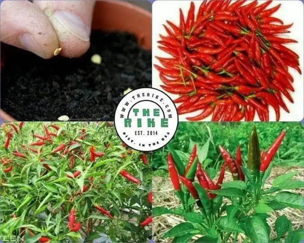 150 Seeds Bird's Eye Chili Seeds Organic Thai Chili Pepper Seed - The Rike Inc