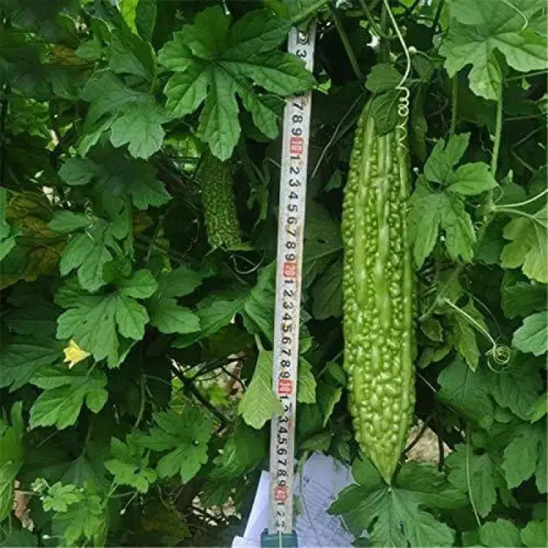 bitter melon seeds for planting Bitter Melon Seeds: Full Sun Planting Bitter Gourd